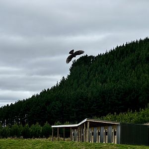 Female New Zealand Falcon Flying