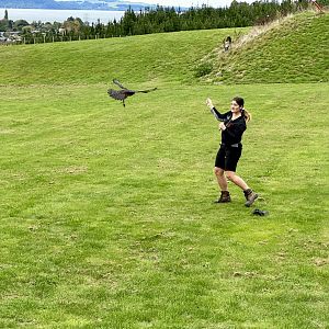 Female New Zealand Falcon Lure Training