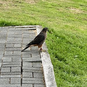 Star (Female New Zealand Falcon)