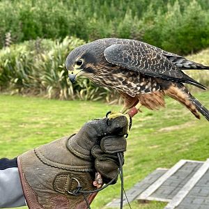 Star (Female New Zealand Falcon)