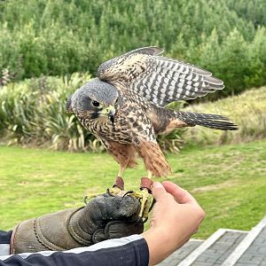Star (Female New Zealand Falcon)