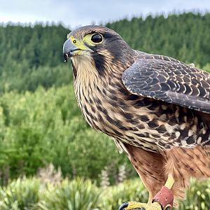 Star (Female New Zealand Falcon)