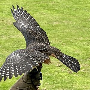 Female New Zealand Falcon Wingspan