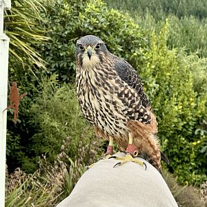 Star (Female New Zealand Falcon)
