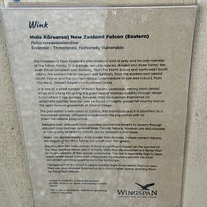 New Zealand Falcon Profile (Wink)