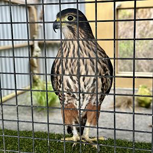 Siren (Female New Zealand Falcon)