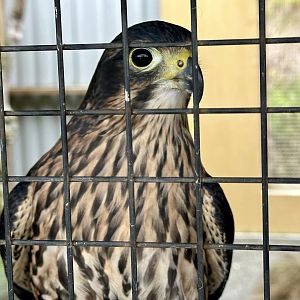Siren (Female New Zealand Falcon)