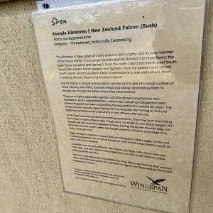 New Zealand Falcon Profile (Siren)