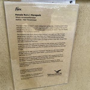 Morepork Profile (Nox)