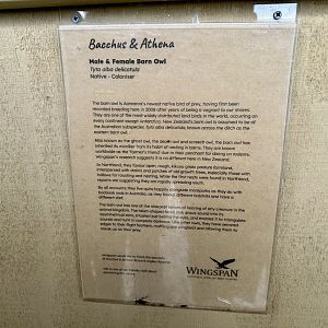 Barn Owl Profile (Bacchus and Athena)