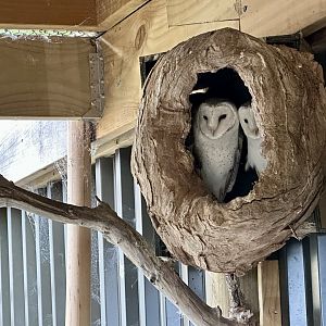 Bacchus and Athena (Barn Owls)