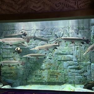 Vinpearl Land Phu Quoc Alligator Gar Tank