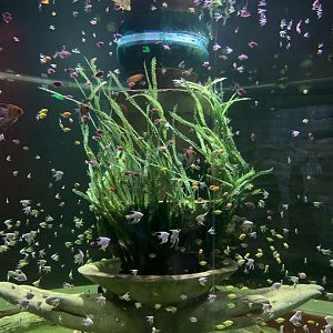 Vinpearl Land Phu Quoc Freshwater Angelfish and Colored Tetra tank