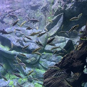 Banded leporinus (Leporinus fasciatus) tank