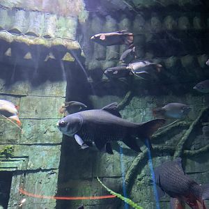 Southeast Asian Freshwater Fish Tank