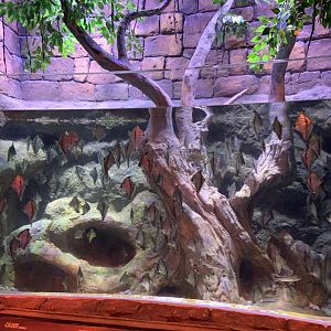 African moony (Monodactylus sebae) tank