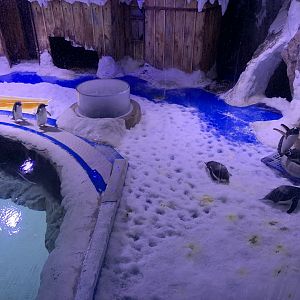 Penguin Enclosure