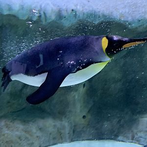King penguin (Aptenodytes patagonicus)