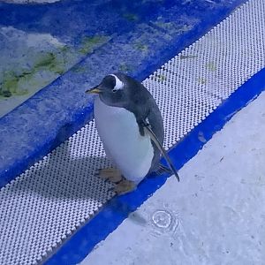 Gentoo penguin (Pygoscelis papua)