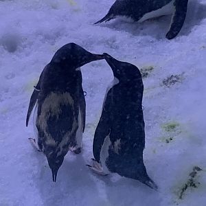 Adélie penguin (Pygoscelis adeliae)