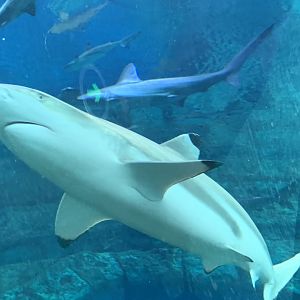 Blacktip reef shark (Carcharhinus melanopterus)
