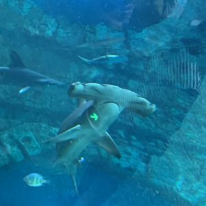 Scalloped hammerhead (Sphyrna lewini)