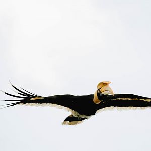 Great Pied Hornbill (Buceros bicornis)