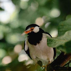 Asian Pied Starling (Gracupica contra)