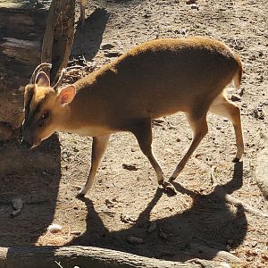 Forest Park Zoo (2024) - Chinese Muntjac