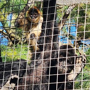 Forest Park Zoo (2024) - Two species of spider monkeys