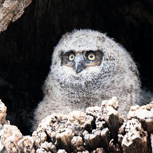 Great Horned Owlet