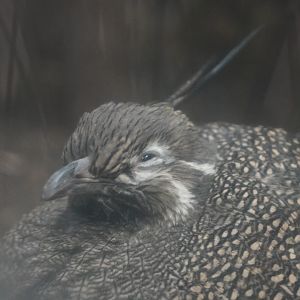 Elegant Crested Tinamou