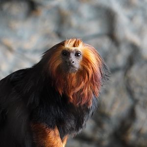 Golden Headed Lion Tamarin