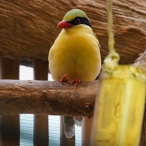 Indochinese Green Magpie