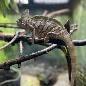 Reptiles & Birds- Veiled Chameleon