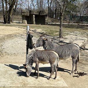 Grevy’s Zebra
