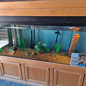 Painted Turtle/Goldfish tank (Pine River Nature Center, Goodells, MI, 4/16/25)