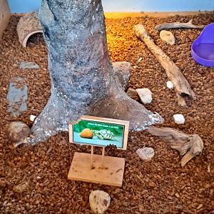 Main Eastern Box Turtle exhibit (Pine River Nature Center, Goodells, MI, 4/16/25)