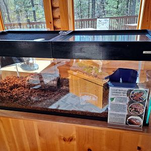 Second Eastern Box Turtle exhibit (Pine River Nature Center, Goodells, MI, 4/16/25)