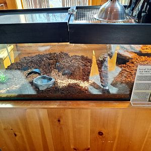 Common Blue-Tongued Skink exhibit (Pine River Nature Center, Goodells, MI, 4/16/25)