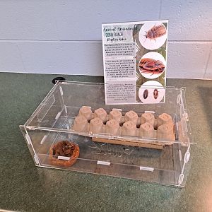 Dubia Roach exhibit (Pine River Nature Center, Goodells, MI, 4/16/25)