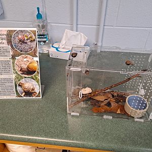 Brown-Lipped Snail exhibit (Pine River Nature Center, Goodells, MI, 4/16/25)