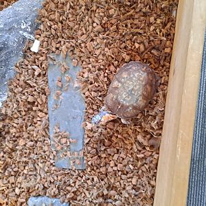 Eastern Box Turtle (Pine River Nature Center, Goodells, MI, 4/16/25)