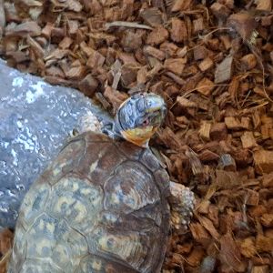 Eastern Box Turtle (Pine River Nature Center, Goodells, MI, 4/16/25)