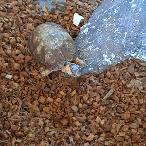 Eastern Box Turtle (Pine River Nature Center, Goodells, MI, 4/16/25)