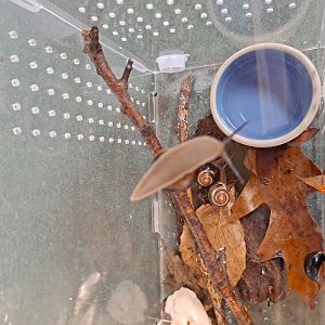 Brown-Lipped Snails (Pine River Nature Center, Goodells, MI, 4/16/25)