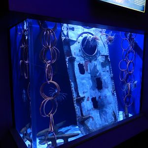 4/1/2025 - Red Lionfish Tank