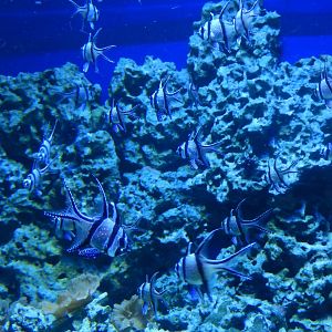 4/1/2025 - Banggai Cardinalfish