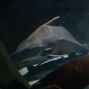 4/1/2025 - Ripsaw Catfish