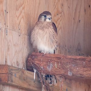 Nankeen Kestrel